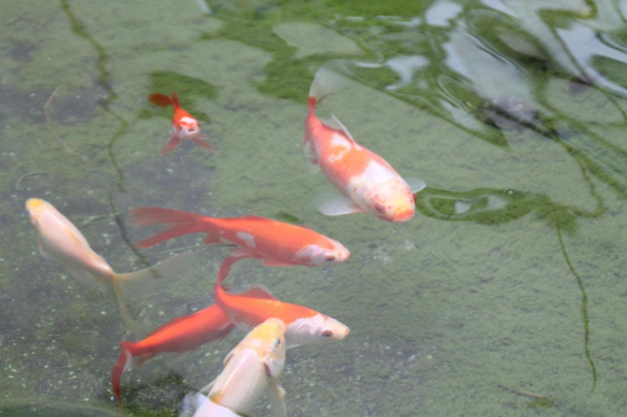 米尔海姆论坛贝斯特韦斯特酒店 鲁尔河畔米尔海姆 外观 照片